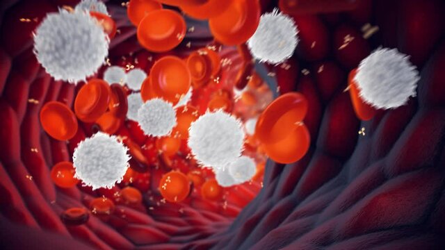 Animation of white blood cells (Leukocytes) and red blood cells (Erythrocytes). Human immune system response to a disease.