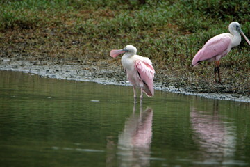 Roseate spoonbill (Platalea ajaja) in a shallow pond by the beach in Ayampe, Ecuador