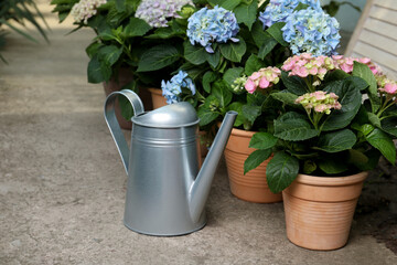 Watering can and beautiful blooming hortensia plants in pots outdoors