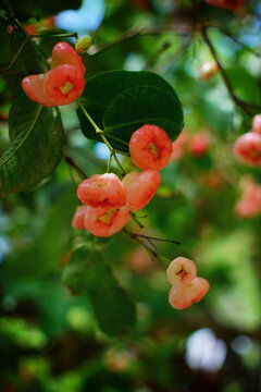 Closeup of growing fruits of java apple on the tree in the blurred background
