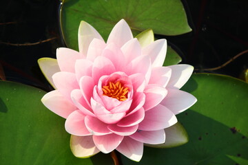 Różowy kwiat lilii wodnej (Nymphaea)