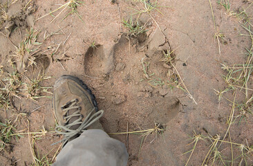 Wild hippopotamus footprint spoor compared to human foot