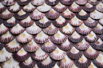 Pared cubierta de conchas de vieira