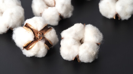 Cotton flowers isolated on black background. studio shot flat lay top view angle. White cotton flowers represent soft gentle and  delicate. Showing texture of cotton by close up shot.  