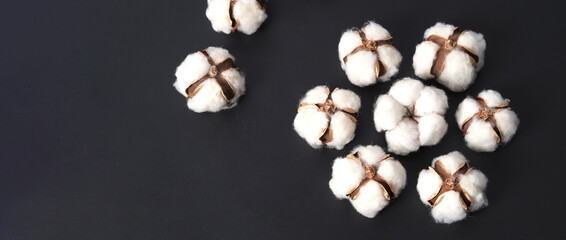 Cotton flowers isolated on black background. studio shot flat lay top view angle. White cotton flowers represent soft gentle and  delicate. Showing texture of cotton by close up shot.  