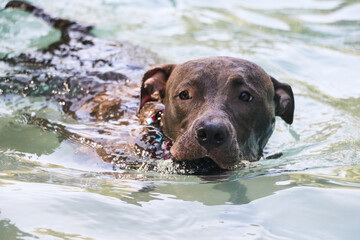 Pit bull dog swimming in the pool in the park. Sunny day in Rio de Janeiro.