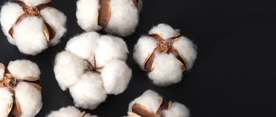 Cotton flowers isolated on black background. studio shot flat lay top view angle. White cotton flowers represent soft gentle and  delicate. Showing texture of cotton by close up shot.  