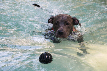 Pit bull dog swimming in the pool in the park. Sunny day in Rio de Janeiro.