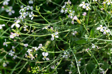 Fragrant flowers of matiola bicorn. Natural background, wallpaper with selective focus. Horizontal photo.