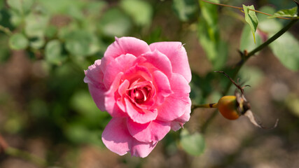 Conservatory Garden on Central Park NY