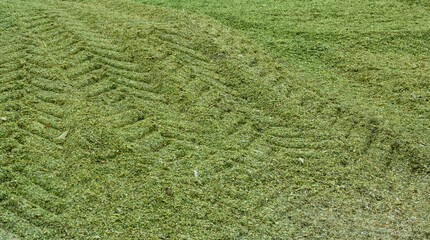 Maissilage mit Traktor Spuren w&auml;hrend der Maisernte 
