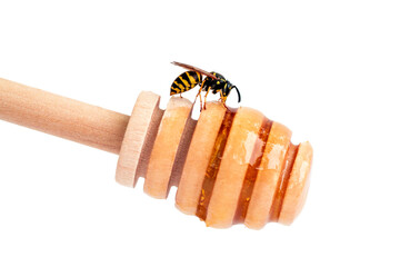 Wasp on wooden honey spoon collects honey