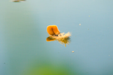 A Feather on the lake at sunset