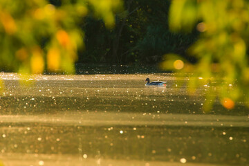 The wild goose float in the evening lake while the golden light reflected in the beautiful water surface.