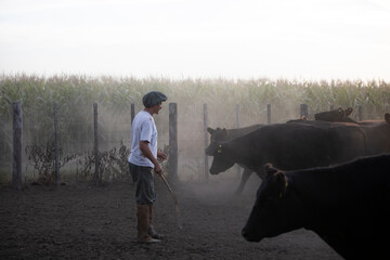 Working with cattle in center argentina
