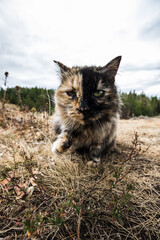 A tortoiseshell street cat in nature pulls its paw towards you