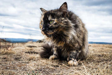 Street cat of tortoiseshell color in nature looks to the side