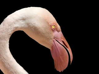 Fototapeta premium Flamingo muzzle in profile, close-up.