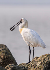 black-faced spoonbill and seagull foraging in wetland