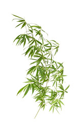 bamboo leaves isolated on white background