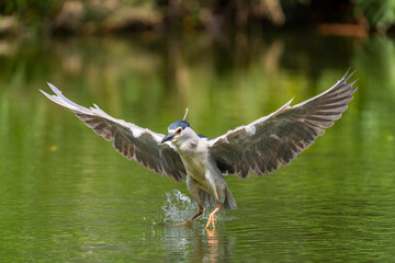 Obraz premium Adult Black-crowned Night-Heron(Nycticorax nycticorax hoactli) flying over wetlands