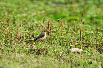Short-tailed field tyrant (Muscigralla brevicauda) in the grass in Ayampe, Ecuador