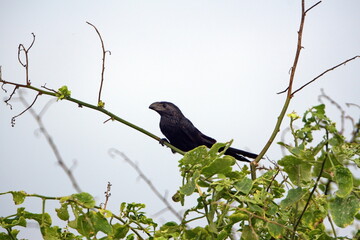 Groove-billed ani (Crotophaga sulcirostris) perched in a bush near the beach in Ayampe, Ecuador
