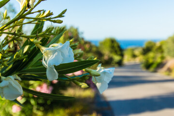 Weiße Blüte am Straßenrand vor Meer am Horizont