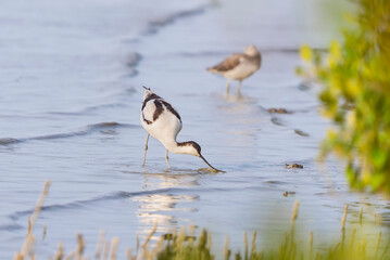 pied avocet Recurvirostra avosetta on food search