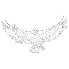 águila volando dibujo fauna salvaje