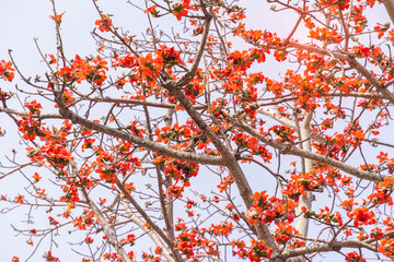 Branch of blossoming Bombax ceiba tree or Red Silk Cotton Flower