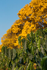 Árvore Ipê Amarelo - Sul de Minas Gerais, Brasil