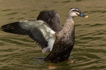 カルガモの羽ばたき