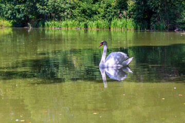 Naklejka na ściany i meble one white swan swimming in a pond