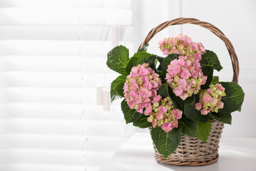 Beautiful blooming pink hortensia in wicker basket on white table indoors. Space for text
