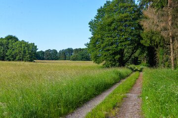 Waldweg & Feld