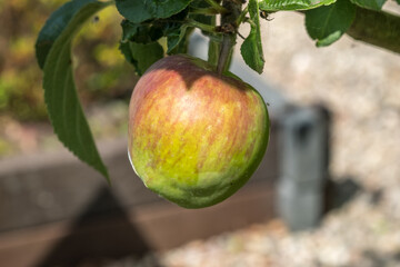 apple on tree. Summer 2021