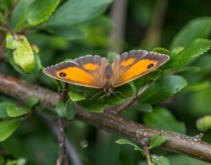 Harvester Butterfly on a tree branch. Summer 2021