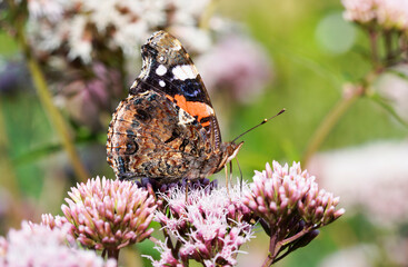 Admiral butterfly on a flower. Insect close up. Vanessa atalanta.