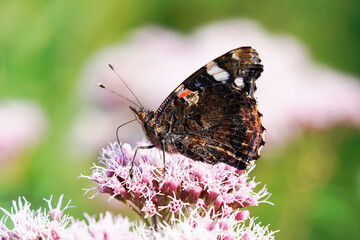 Admiral butterfly on a flower. Insect close up. Vanessa atalanta.