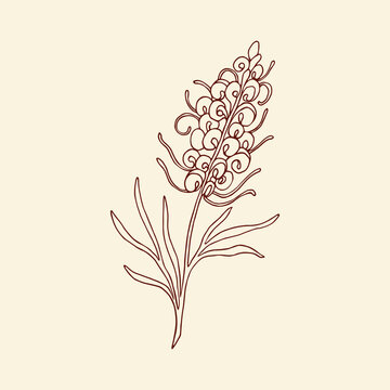 Hand Drawn Grevillea Flower Illustration