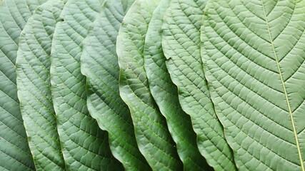 Close-up of kratom leaves. Mitragyna speciosa stacked kratom leaves that can be seen naturally in...