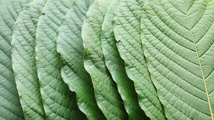 Close-up of kratom leaves. Mitragyna speciosa stacked kratom leaves that can be seen naturally in detail with the naked eye. selective focus