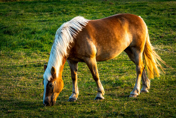 horse in sunset light