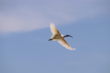 seagull in flight