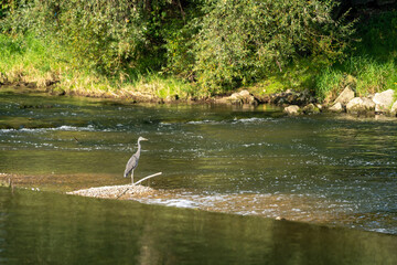 Hunter is waiting for fish dish 