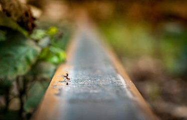 ant on a rail
