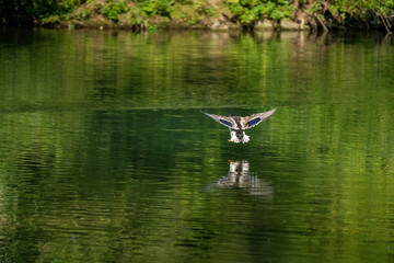 Ente beim Landeanflug 