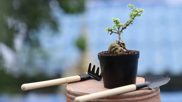 Plant in a pot with a spade ; shovel ; mattock ; scoop : trowel 