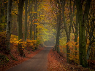 Obraz premium Road that enters a forest in autumn